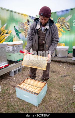 Ein Imker hebt einen mit einer Kappe versehenen Honigrahmen aus einem Bienenstock auf der Dancing Bee Farm und inspiziert die Produktion im Frühjahr in einem Bienenzuchthof im Freien Stockfoto