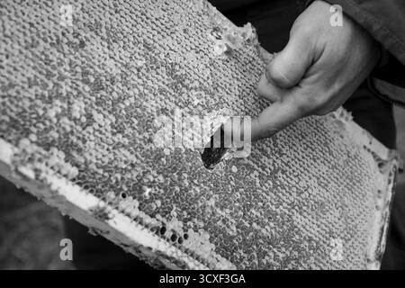 Schwarz-weiß-Foto eines Imkers, der mit einem Finger auf der Dancing Bee Farm in Port Hope, Ontario, Kanada, eine Wabenbedeckung inspiziert Stockfoto