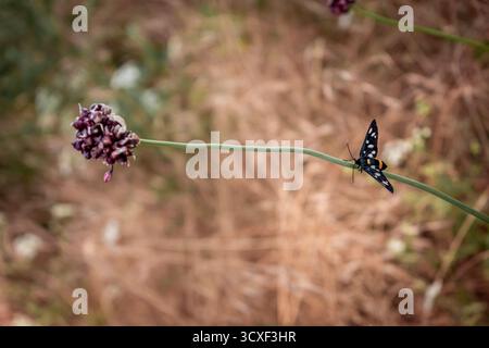 Ein Schmetterling sitzt auf dem Stiel einer Blume. Stockfoto