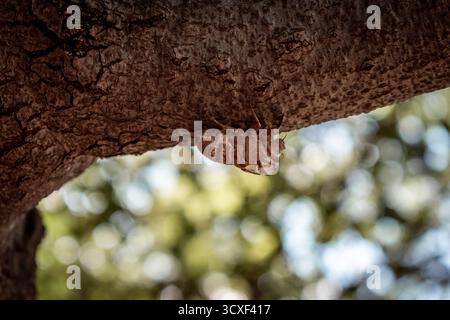 Die Hülle einer Zikada, ihr Exoskelett, auf dem Stamm eines Baumes. Stockfoto