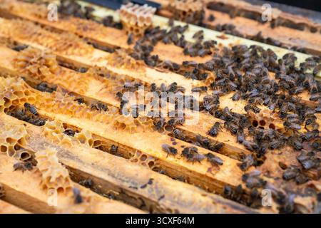 Nahaufnahme der Honigbienen, die auf goldenen Waben in einem Holzstock arbeiten, wobei die natürliche Teamarbeit, die Koloniestruktur und die Honigproduktion hervorgehoben werden Stockfoto