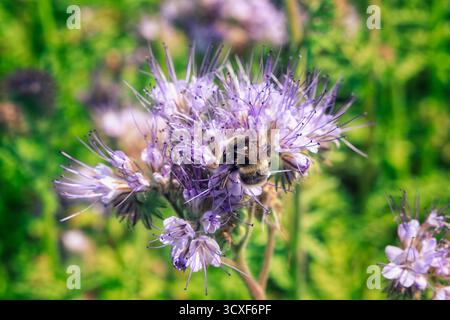 Eine Nahaufnahme einer Hummel, die Nektar aus einer leuchtend violetten phacelia-Blume sammelt, vor einem unscharfen grünen Feld. Stockfoto