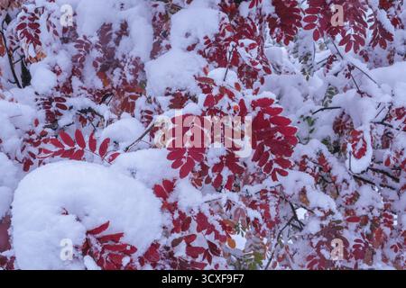 Nahaufnahme der roten vogelblätter, die im Winter mit Schnee bedeckt sind Stockfoto
