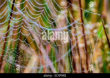 Ein Spinnennetz, dekoriert mit Tautropfen am frühen Morgen Stockfoto