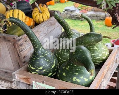 Eine Gruppe von Herbstpumkins und Kürbissen stellte am Stand der Hudac Farm aus. Stockfoto