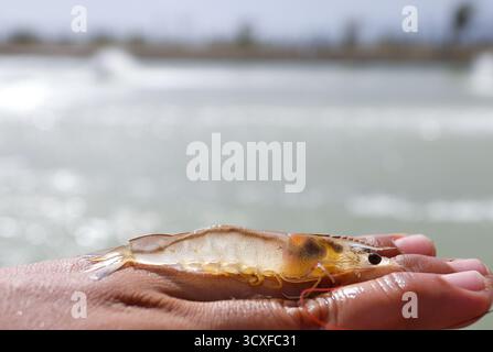 Weiße Garnelen, Litopenaeus vannamei, mit einem Hintergrund eines Anbauteichs Stockfoto