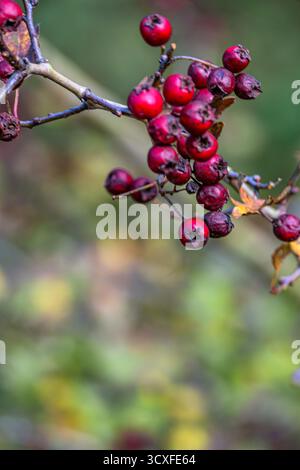 Herbst : Oktober Haws Stockfoto