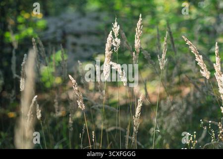 Eine Gruppe wilder Schilfgraspflanzen, die unter natürlichen Bedingungen in einer Waldlichtung wachsen. Stockfoto
