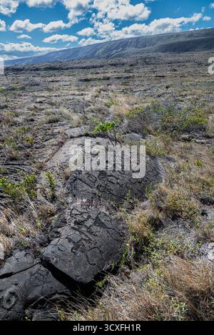Entlang des Weges zu den Pu’u Loa Petroglyph Fields auf Big Island, HI Stockfoto