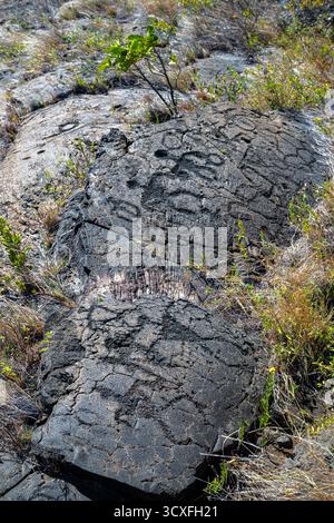 Entlang des Weges zu den Pu’u Loa Petroglyph Fields auf Big Island, HI Stockfoto