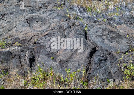 Entlang des Weges zu den Pu’u Loa Petroglyph Fields auf Big Island, HI Stockfoto