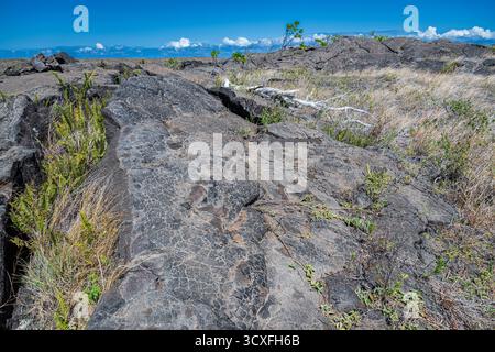 Entlang des Weges zu den Pu’u Loa Petroglyph Fields auf Big Island, HI Stockfoto