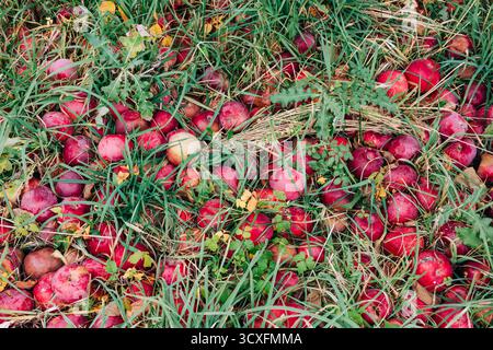 Rote Äpfel bedecken den Boden inmitten von hohem Gras und zeigen die Früchte einer fruchtbaren Ernte an einem sonnigen Tag. Stockfoto
