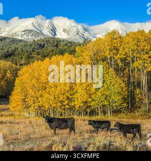 Herbstaspen und Rinder weiden auf einer Wiese unter schneebedeckten Gipfeln der bridger Range bei Wilsall, montana Stockfoto