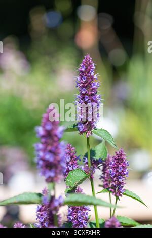 Nahaufnahme einer blühenden lila agastache-Blume Stockfoto