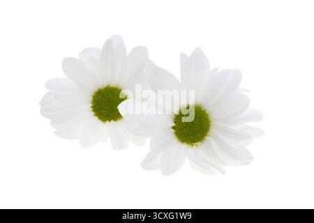 Schöne Chrysantheme Blume isoliert auf weißem Hintergrund Stockfoto