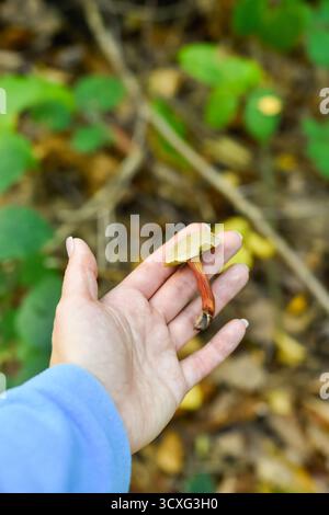 Die Hand hält einen kleinen Wildpilz, möglicherweise eine Art Bolete mit einem markanten rötlichen Stiel und einer hellbraunen Kappe, die während der Nahrungssuche in einem Herbstwald gefunden wurde. Diese vertikale Aufnahme zeigt natürliche Entdeckungen Stockfoto