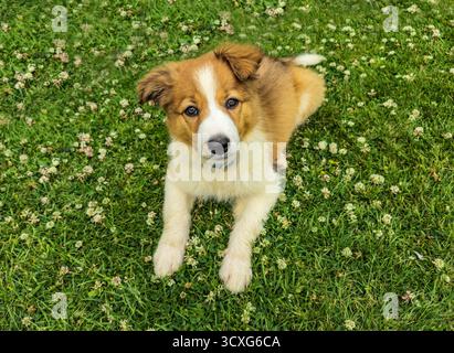 Ein süßer brauner und weißer Collie-Welpen, England, Großbritannien Stockfoto