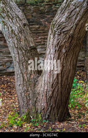 Geteilter Baumstamm, Sheffield Botanical Gardens Stockfoto