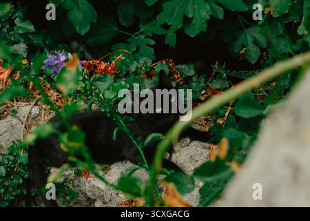 Schwarze Katze mit auffälligen grünen Augen, die zwischen grünen Blättern und Felsen in einem Garten liegt Stockfoto