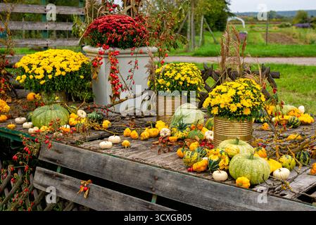 Hölzerne Veranda mit Kürbissen, Kürbissen und Chrysanthemen, die den friedlichen Charme des ländlichen Herbstes einfangen. Stockfoto
