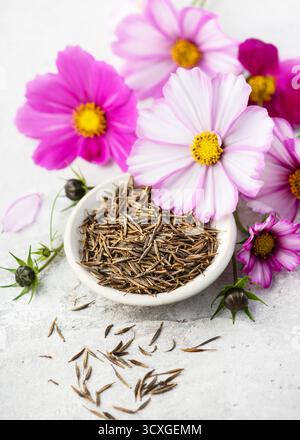 COSMOS Blumensamen in einer kleinen Keramikschale mit frischen Blüten in Rosa- und Weißtönen. Samen zum Anpflanzen im Frühjahr. Gartenkonzept. Stockfoto