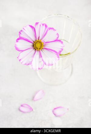 Weiches und traumhaftes Blumenstillleben. Einzelne Kosmos-Blüte in blassrosa und weiß in einem klaren Glas, umgeben von Blütenblättern Stockfoto