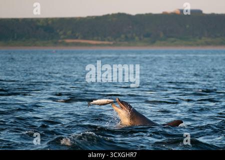 Großer Tümmler fängt einen Atlantischen Lachs in der Luft am Chanonry Point, Rosemarkie, Schottland Stockfoto