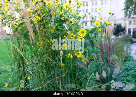 Hohe gelbe Blüten Helianthus Lemon Queen in Bloom Finsbury Circle Gardens in City of London Garden im Herbst Oktober 2025 UK KATHY DEWITT Stockfoto