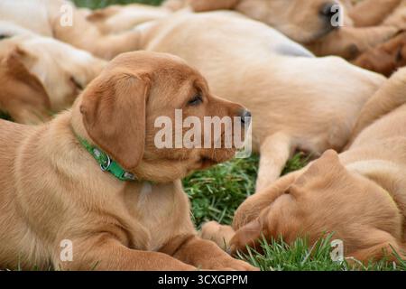 Ein verschlafener, süßer, roter Labrador-Retriever-Welpe, der draußen liegt. Ein Welpe, der schläfrig in die Kamera schaut. Ein Fuchsroter Laborwelpen. Stockfoto