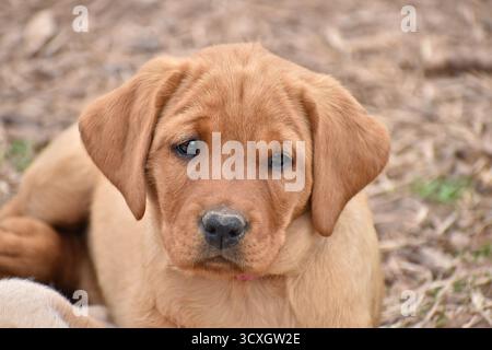 Ein verschlafener, süßer, roter Labrador-Retriever-Welpe, der draußen liegt. Ein Welpe, der schläfrig in die Kamera schaut. Ein Fuchsroter Laborwelpen. Stockfoto