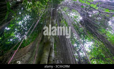 Ein hoher, alter Baum mit langen hängenden Luftwurzeln thront im tropischen Dschungel, von unten in Richtung seines üppig grünen Baldachins. Stockfoto