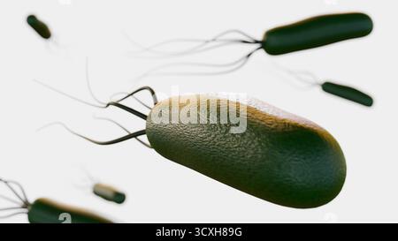 Ein 3D-Bild von Helicobacter pylori (H. pylori), das die Magenschleimhaut (Magenschleimhaut) und (Zwölffingerdarm) in dunkelrotem Hintergrund infiziert. Stockfoto
