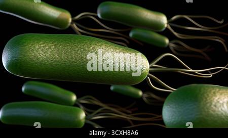 Ein 3D-Bild von Helicobacter pylori (H. pylori), das die Magenschleimhaut (Magenschleimhaut) und (Zwölffingerdarm) in dunkelrotem Hintergrund infiziert. Stockfoto