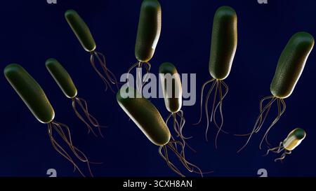 Ein 3D-Bild von Helicobacter pylori (H. pylori), das die Magenschleimhaut (Magenschleimhaut) und (Zwölffingerdarm) in dunkelrotem Hintergrund infiziert. Stockfoto