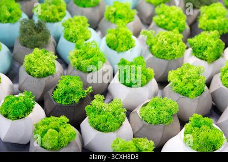 Niedliches stabilisiertes grünes Moos in mehrfarbigen Betontöpfen. Natur Stockfoto