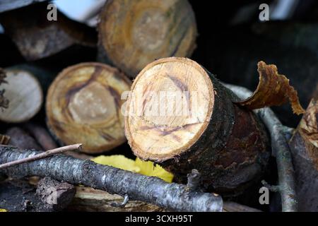 Ein Haufen frisch geschnittener Holzscheite, die im Freien gestapelt sind und ihre natürliche Textur und Muster zeigen, inmitten von abgefallenen Ästen und Blättern in einer Waldlandschaft. Stockfoto