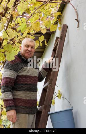 Ein fröhlicher älterer Mann, der neben einer Leiter und einem Eimer steht, umgeben von üppigem Weinlaub im Herbst, und an Outdoor-Aktivitäten teilnimmt. Stockfoto