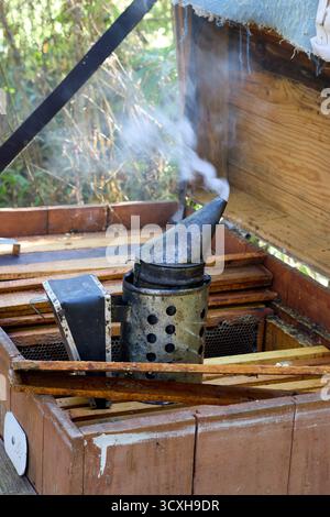 Nahaufnahme eines Bienenrauchers, der Rauch ausstrahlt, der an einem sonnigen Sommertag auf dem offenen Bienenstock steht. Stockfoto