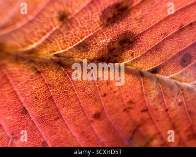 Ein Makrofoto eines Herbstblattes. Textur, satte orange-rote Färbung eines Kirschbaumblattes (Gattung Prunus), möglicherweise von einer Sauerkirsche (Prunus c Stockfoto