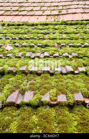 Alte Keramik-Dachziegel mit Moos bedeckt, selektiver Fokus. Stockfoto
