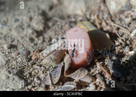 Ein Stück Wurstfleisch auf dem Boden, das von schwarzen Ameisen entdeckt wurde Stockfoto