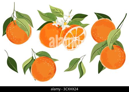 Set aus tropischen Früchten mit Orangen-Zitrusfrüchten. Vektor Aquarell handgezeichnete Illustration. Grapefruiternte am Zweig. Design im Vintage-Design mit Zitronenmuster Stock Vektor