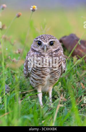Grabeize (Athene cunicularia) Porträt mit großen Schülern in der Abenddämmerung am frühen Morgen, Galveston, Texas, USA. Stockfoto