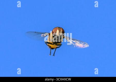 Northern Plushback hoverfly, oder Flower fly oder Syrphid fly (Palpada vinetorum) fliegen und schweben im blauen Himmel, Frontalansicht, Brazos Bend State Park, Stockfoto
