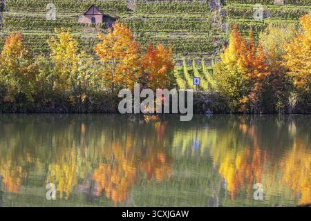 Herbst am Neckar in Stuttgart. Weinberge der Steinlage mit bunten Herbstblättern. Stuttgart, Baden-Württemberg, Deutschland Stockfoto