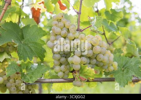 Große Trauben auf der Rebe mit frischen Blättern, Riesling-Sorte, Baden-Württemberg, Deutschland Stockfoto