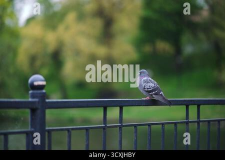 Ein Vogel sitzt auf einer eisernen Attika in einem Stadtpark Stockfoto