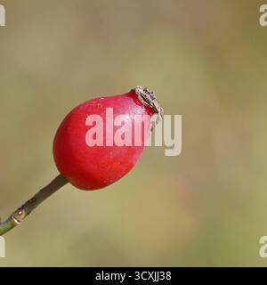 Reife Hagebuttenfrucht der Hunderose (Rosa canina) an einem Ast, Nahaufnahme, Wilnsdorf, Nordrhein-Westfalen, Deutschland Stockfoto