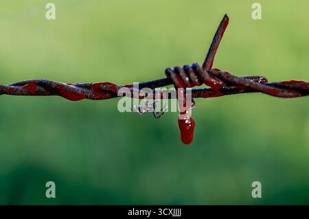 Makrofoto einer Spinne, die an rostigem Stacheldraht hängt, mit roten Flüssigkeitstropfen, die Blut ähneln. Stockfoto